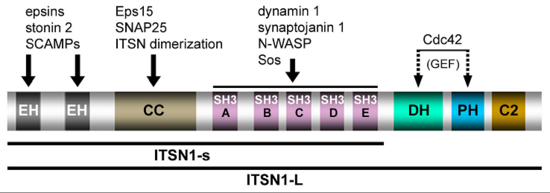 Domain structure and protein interactions of intersectin 1L (ITSN1-L) (taken from Pechstein et al., Biochem. Soc. Trans. 2010)